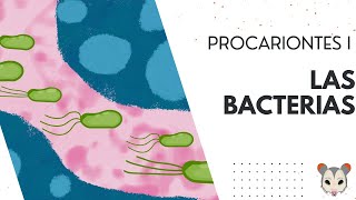 Procariontes I: Bacterias