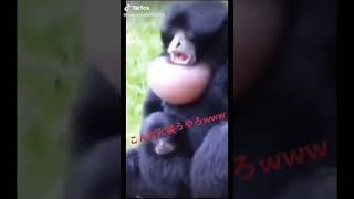 サルの鳴き声がやばすぎる【tiktok】