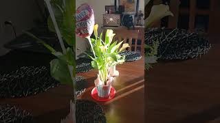 Plants are going strong! I'm so proud! #dothingsyoudontwanttodo #nature