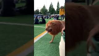 cute lion Instagram reels