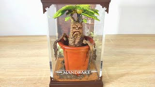 Mandrake -Magical Creatures No. 17  I Harry Potter