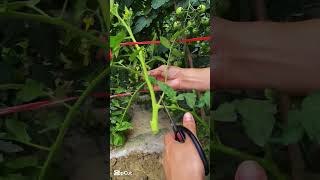 Grow More Tomatoes from Scraps! Easy & Effective #plants #gardening #gardeningtips