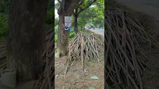 Aye mere #bollywood #love #shortvideo #bolleywoodsong