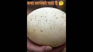 what you know 🤔#amazingfacts #factvideo #mindblowingshorts#ostrichbird