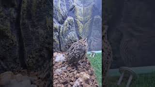 #birds #동물드라마 #동물 #동물영상 #animals #더빙 #더빙영상 #병맛 #병맛더빙   메추리