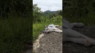 #面白い #子猫 #かわいい動物