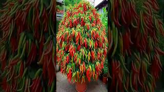 amazing chilli farming #shorts #chillifarming