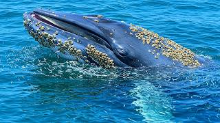 Giant Whale Rescue Gentle Care Beneath the Waves#marineconservation  #animalrescue #sealife #sea