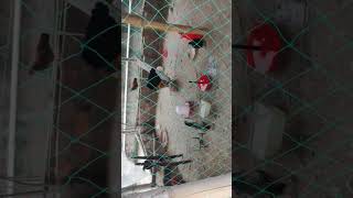 আমাৰ লোকেল মুৰগীৰ ফাম্ ।