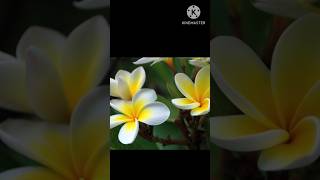 FLOWERS NAME|Flowers name #english #english name of flowers #kidsstydy #learning #englishvocabulary