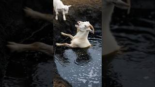 Heroic Baby Goat Team Up With Elephant To Rescue Mother From Deadly Well! #humanity #goat #animals