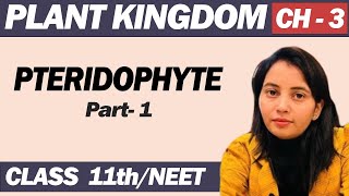Pteridophyte PART - 1  Plant kingdom Class 11 @ MedBio classes