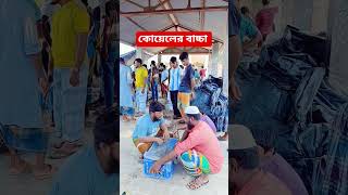 কোয়েলের বাচ্চা ও রাগী দোকানদার অতঃপর #হাসির_বিনোদন_বাংলা #followersreelsfypシ゚viralシfypシ゚viral