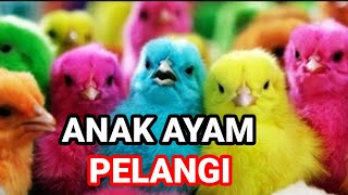 ANAK AYAM PELANGI