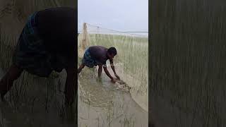 অ'নে'ক চেষ্টার পরে আইর মাছটা ধরা পড়ল #bd_fishing_barisal