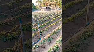 Cultivation of sweet potatoes #shortsviral #trending #villagenaturelife #farming #agriculture