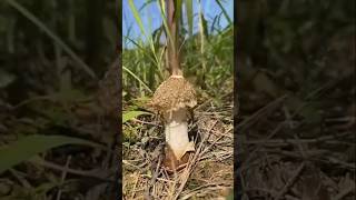 #mushroom #nature #amazing Only legend understand 😎 #shortvideo  #shorts #viralreels #memes #facts