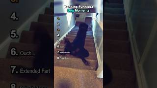 Ranking Funny Dog Moments 🐶🤣