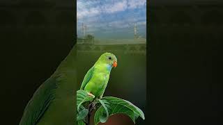 beautiful Kaba❤️❤ #viral #shorts #birds #parrot #cute #khanakaba
