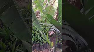 arecanut plants