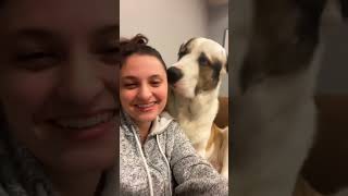 He’s not just my dog, he’s my shadow ☀️🐕#dog #doglove #wholesome #bestfriend #doggielife #foryou