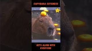 Capybara Cuteness #capybara #happyanimals #animalcuteness