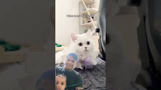 cute baby status video 💥💯 #pets #cutecat #cat #funnycats #funny #duet #whowillbemylifepartnerta
