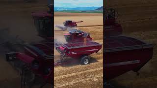 Case IH harvest in South Africa 🇿🇦 #farming #caseih #agriculture