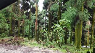 Rishav west bangal kalimpong a haven tour