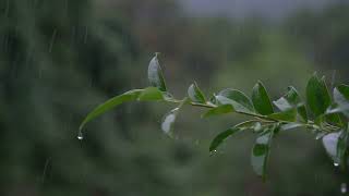 Relaxing Piano Music and Rain Sounds for Sleeping Deeply and Healing Insomnia Naturally