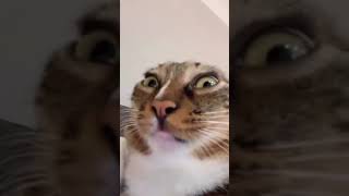 #CuddlyCutiesClub #animals #pets #animalsaddict