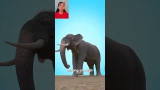 Why Elephants Never Escape The Shocking Truth#ElephantFacts #MindBlowingShorts #AnimalTruths #USA
