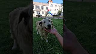 Tete and Shila Having Fun at the Park! 🐶🐱 #petpals #cat #petshorts #trending #pets #cute