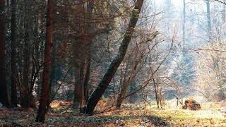 A Day in the Forest - January 2024 [4K]