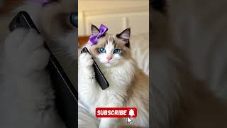 kucing yang imut