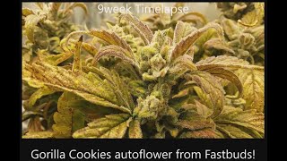 Timelapse GorillaCookies Auto from Fastbuds - 32 grams:1 of 4 plants 3x3 tent - Spiderfarmer SF4000