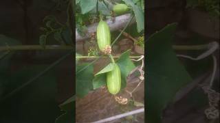 Bass plants#shorts #fruit#lovenaturebeauty #villagelife #villagenaturelife #nature