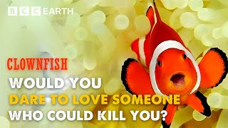 Would you dare to love someone who could kill you?|Animal story| BCC Earth
