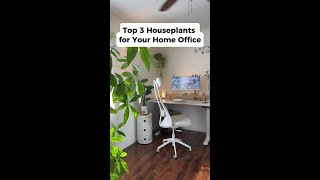 3 Houseplants That Boost Focus at Your Desk  #shorts