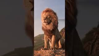 gir lion / Instagram reels / lion video /#lion #lion #king