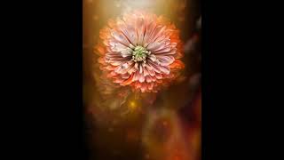 Lose yourself in a soft and dreamy world where petals glow and time slows. #calmaesthetic