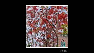 japanese ichigo ichiye living the moment