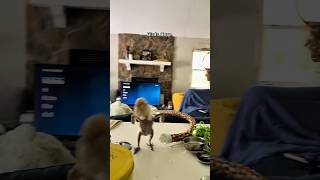 Birds core.🕊🦜🦉#animals #birds #funnyanimals #petvideos #funny #animallife #cute