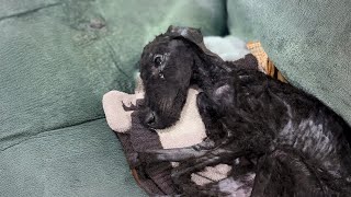 飼い主が休暇中に失踪…自宅で見つかったものはたった12ポンドの重さ