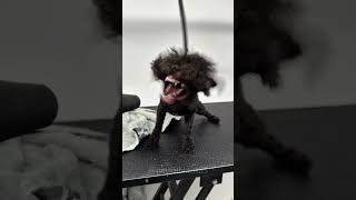 Dog walked into the vet like a drama queen👸🐕##dog #dogs #fyp #foryoupage #foryou #funny #funnydogs