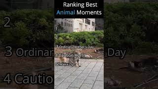 Ranking Best Animal Moments #shorts#animalshorts#short#animals  #meme#rankingshort#funnyvideo #funny