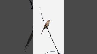 8 Seconds of RAW Nature #music #birds #WildlifeVibes #NatureInFocus #IntoTheWild #UntamedNature #Raw