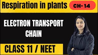 Electron Transport Chain | Respiration in plants | Class 11 | NEET