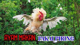 Aneh|| ayam makan kok pake piring