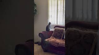 Cat looking out the window #cats #catlover #catvideos #catshorts #cat
